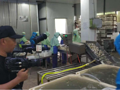 科技賦能，海味飄香——探訪廣東省水產(chǎn)創(chuàng)新試點(diǎn)專業(yè)鎮(zhèn)潮州饒平?jīng)G洲鎮(zhèn)