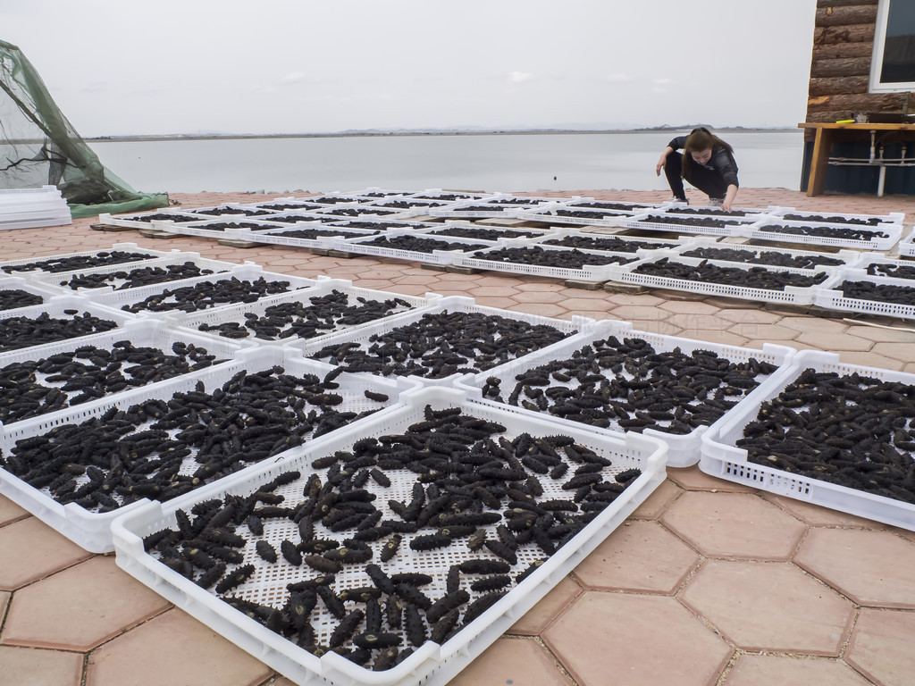 從深海到餐桌 海參養(yǎng)殖、加工與美食的完美融合